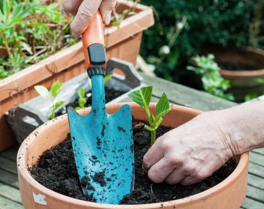 plantar tallo de hortensia